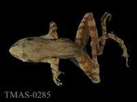 藏品(梭德氏蛙)的圖片